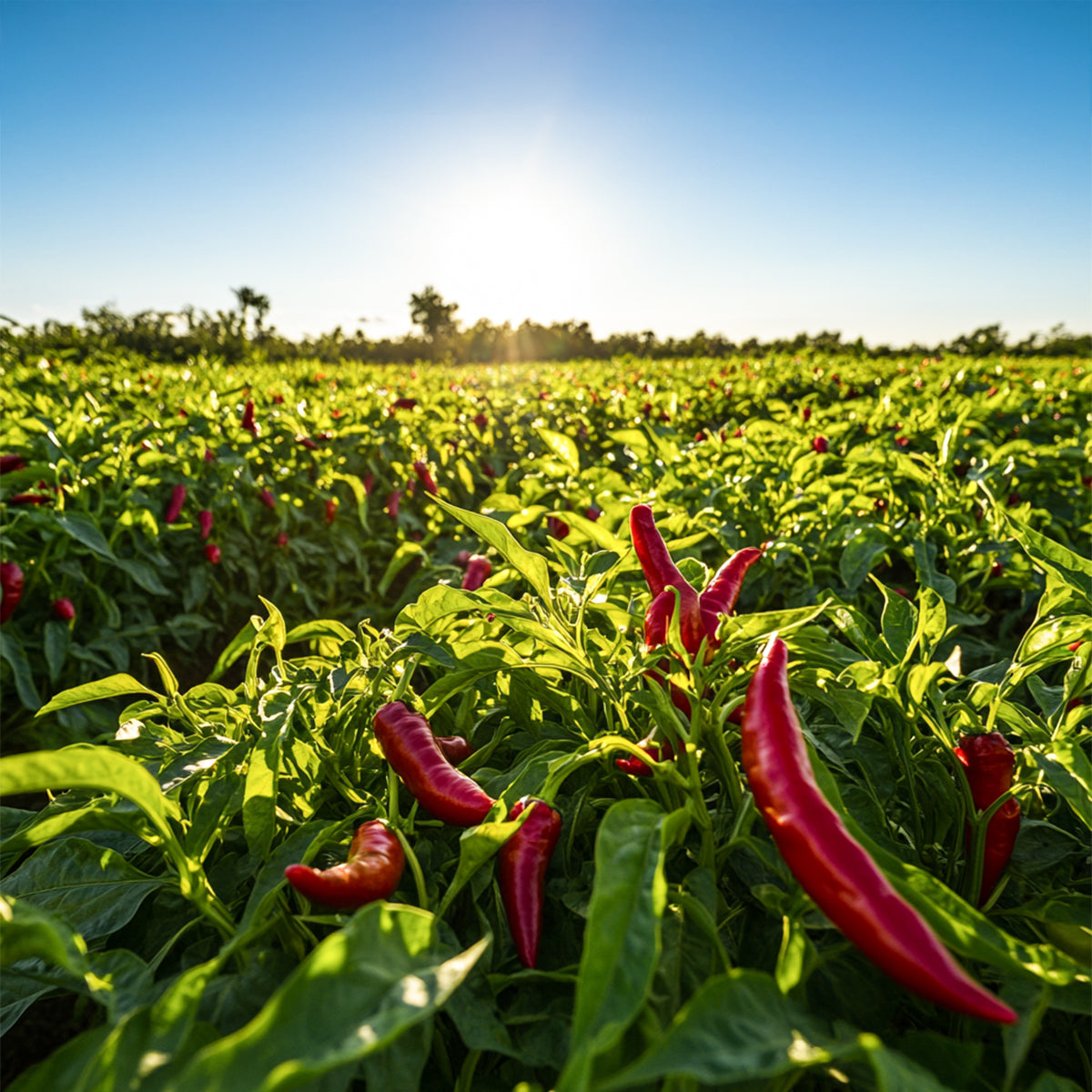 Gaziantep Acılı İpek Pulbiber
